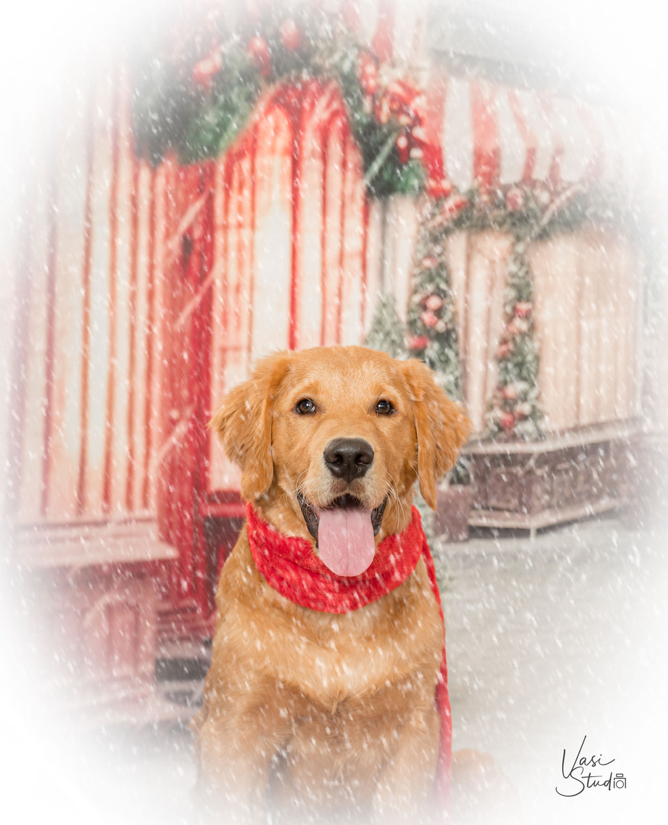 Holiday, Christmas pet, dog portraits, Palm Beach Gardens, Jupiter