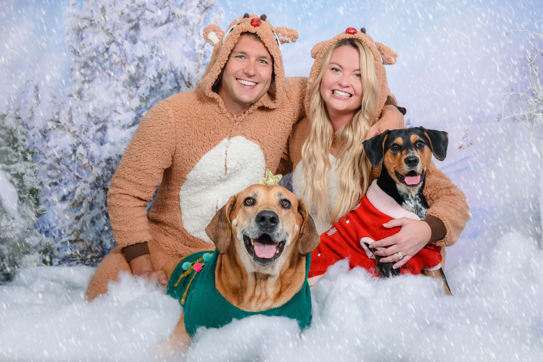 Make your holiday pet portrait session today!