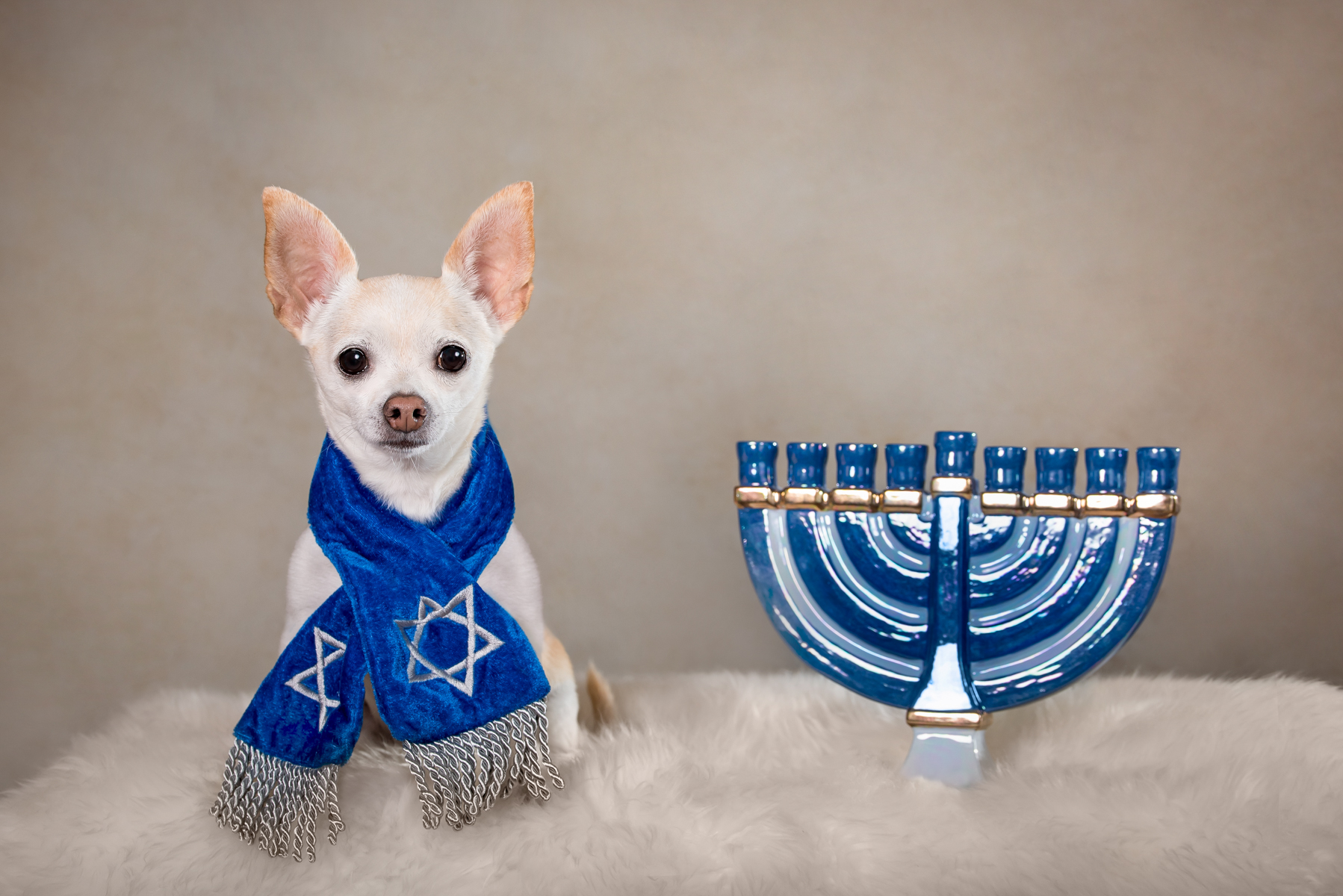 Hanukkah Pet Portraits from Vasi Studios