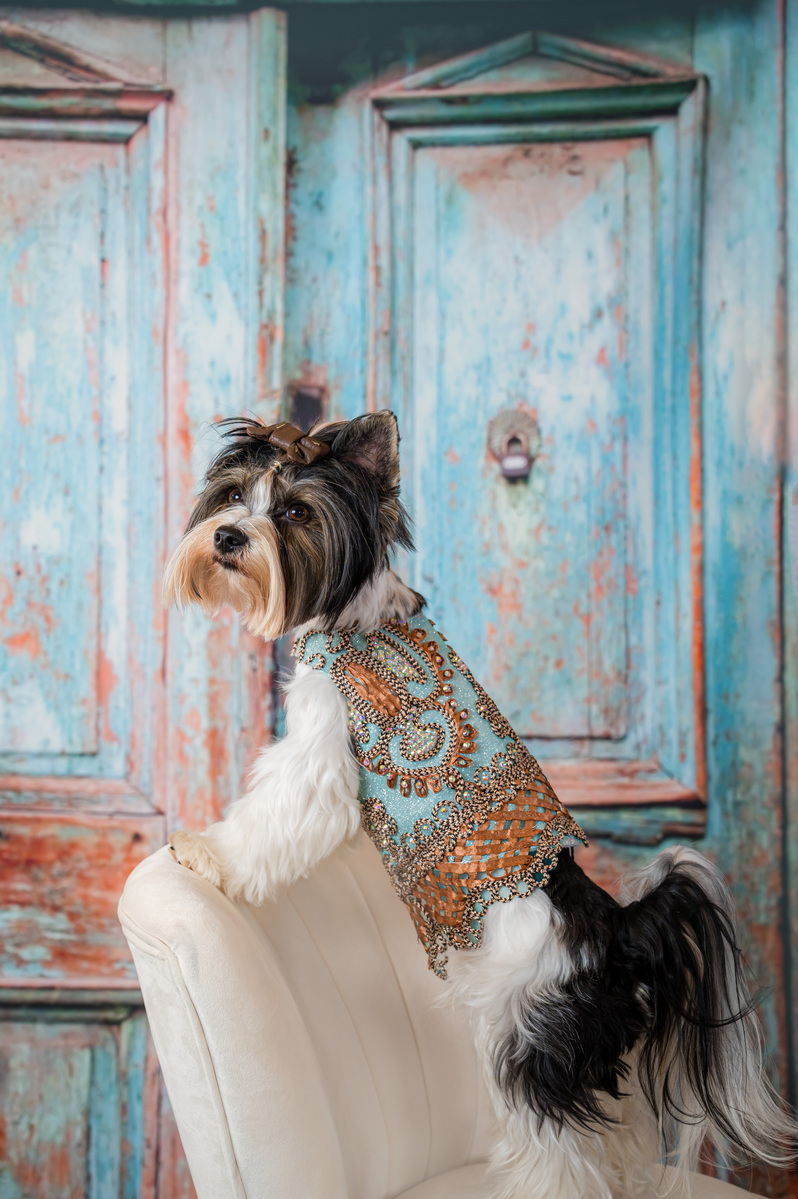 Beautiful and very special pet photography!, pet fashion, Palm Beach
