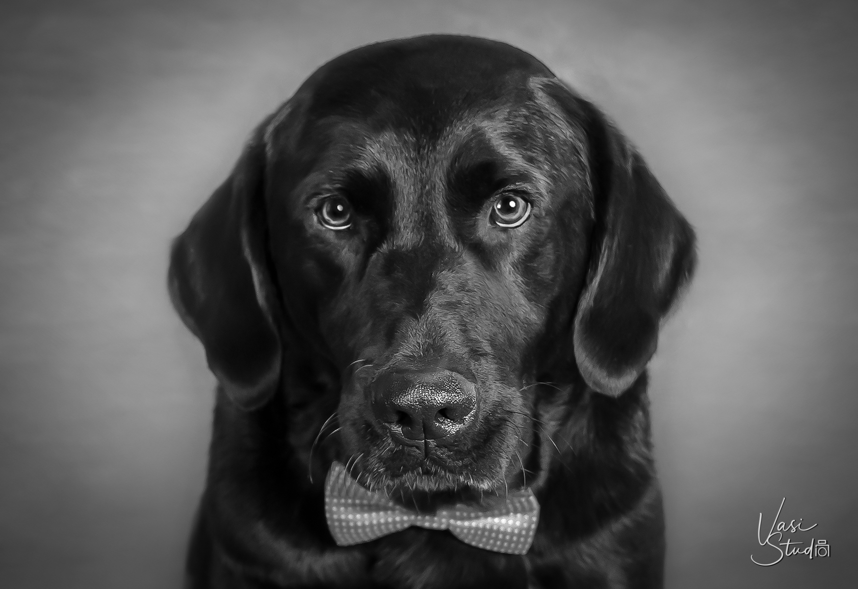 Our portraits capture the unique personalities of your dogs and cats.
