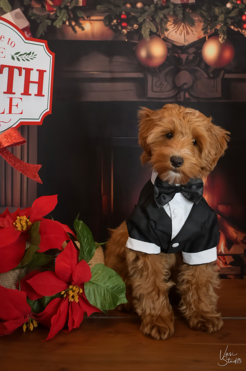 Cats and Dogs; People and Pets Holiday Portraits