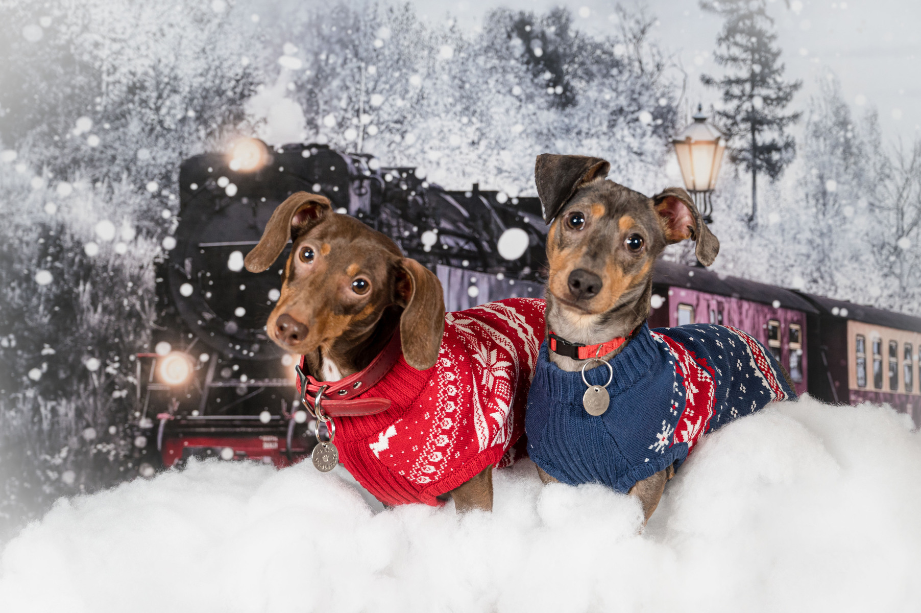 Professional holiday pet pictures.