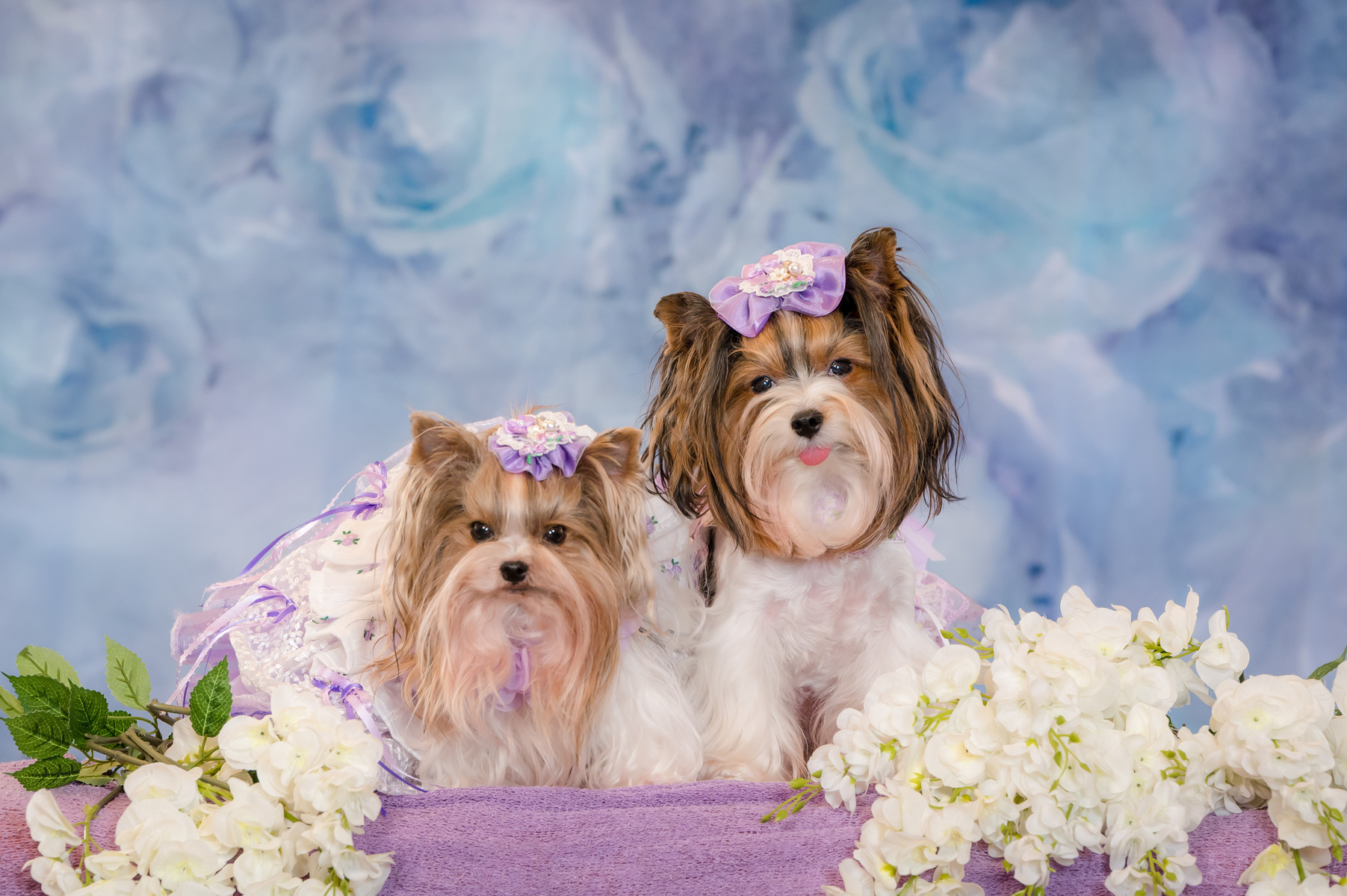To schedule a pet photography session in Palm Beach Gardens, call 561-307-9875, Pet Fashion photographer