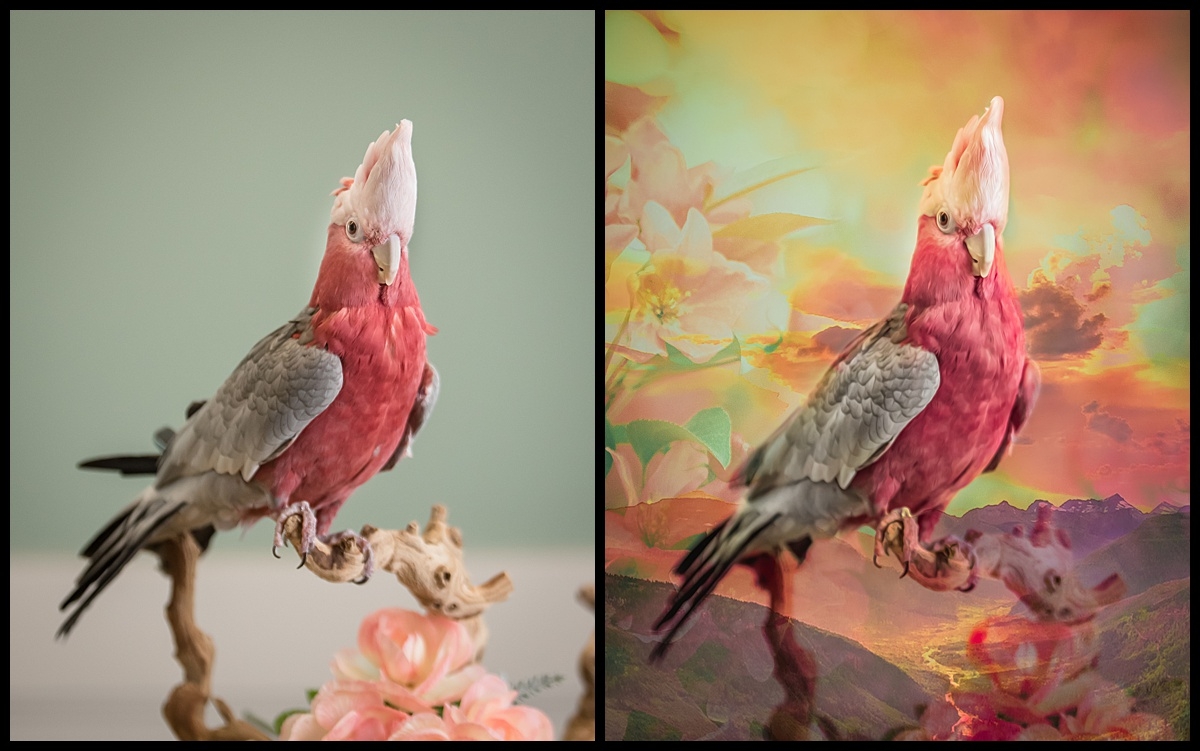 Before and after Bird Creative Art Art.