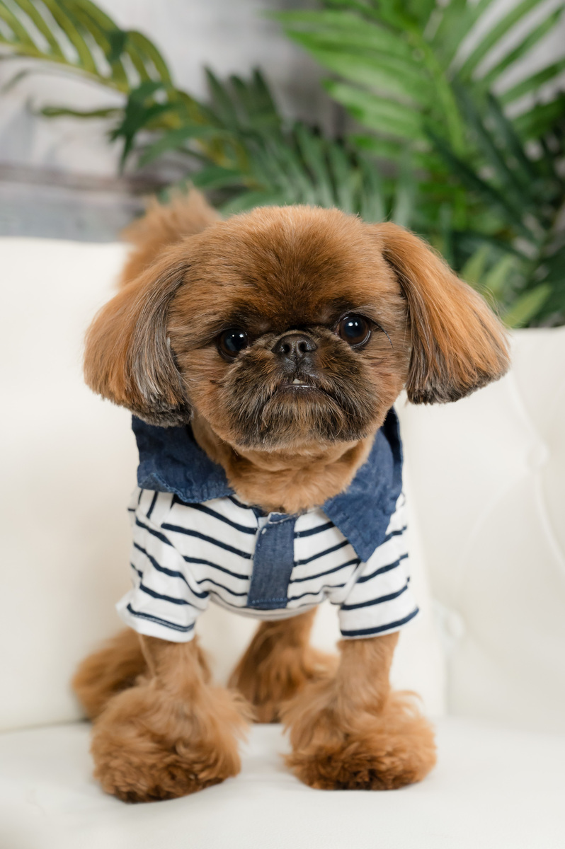 Family and pet photos at a park Palm beach Gardens, Family and pet photographer.