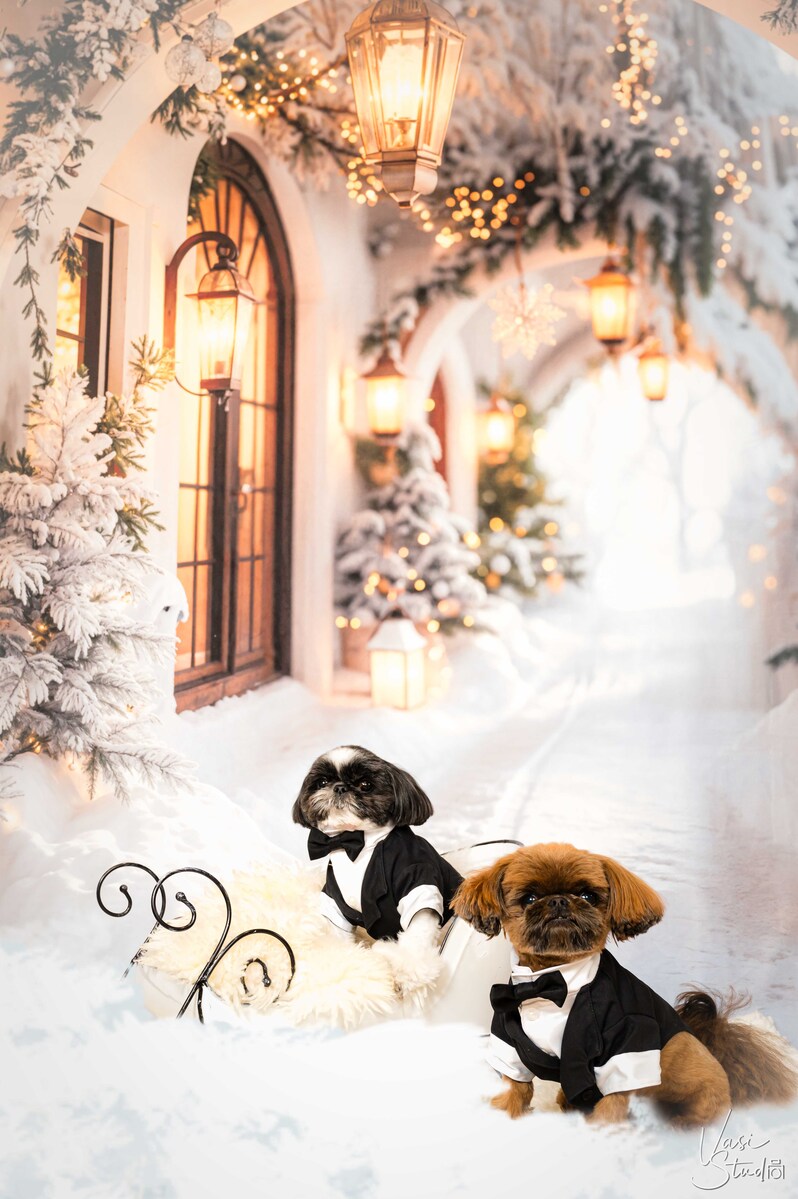 Holidays, Christmas Pet Photographer, Dog Pictures, Palm Beach Gardens, Jupiter, Palm Beach