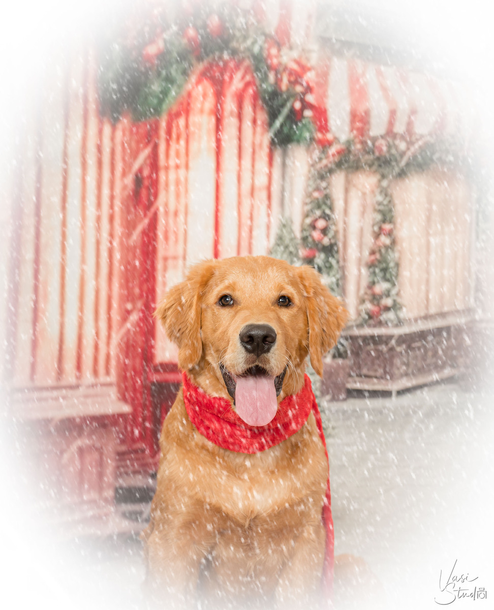 Make your holiday pet portrait session today!