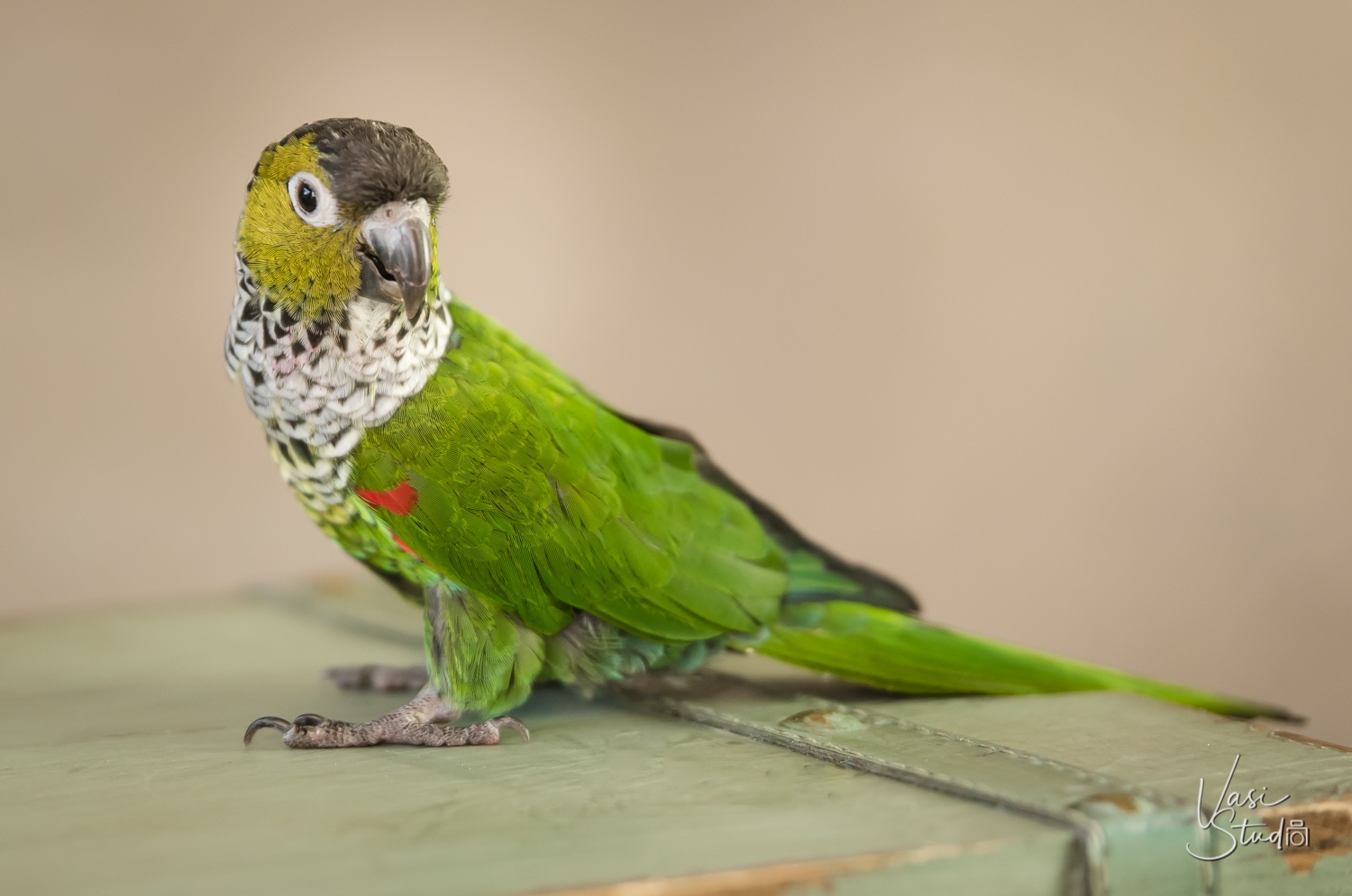 To schedule a pet/bird photography session in Palm Beach Gardens, call 561-307-9875