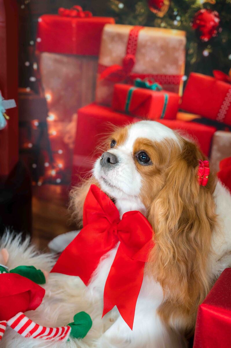 Holiday Pet Photography in Palm Beach.